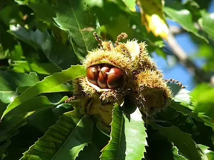 Castanheiro com fruto
